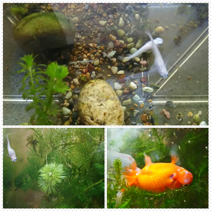 PhotoGrid_1495778329407