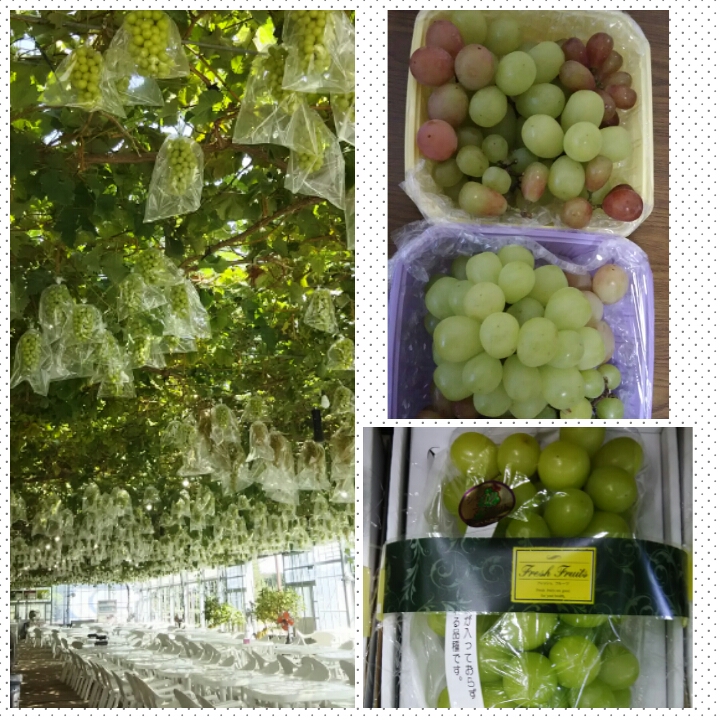 PhotoGrid_1504862135286